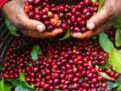 Giá cà phê hôm 7/4: Thị trường nội địa đi ngang  