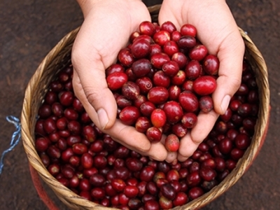 Giá cà phê hôm 16/7/2025: Robusta giảm 100 USD sau phiên tăng mạnh đầu tuần V