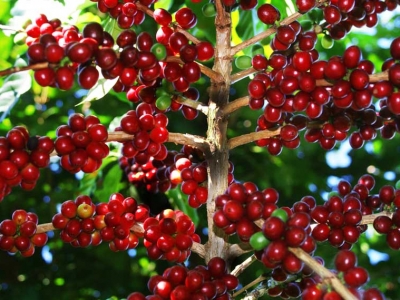 Giá cà phê hôm nay 18/9/2025: Arabica giảm sâu trong ngày bị thanh lý rất mạnh