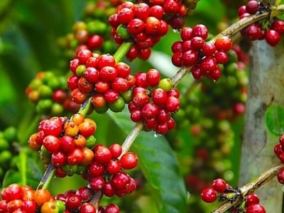 Giá cà phê hôm 11/3: Cà phê thế giới tăng  