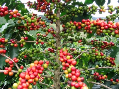 Giá cà phê 08/12: Cà phê Arabica khởi sắc đi lên, giá Robusta liệu đã chạm đáy?