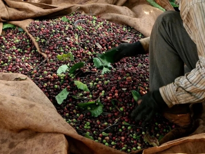 Giá cà phê hôm nay 21/1/2026: nguyên nhân đẩy cà phê giảm sâu trên 2 sàn