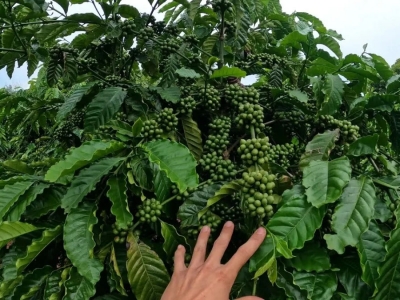 Giá cà phê hôm 27/10/2025: Robusta sáng cửa tăng tuần này so với Arabica