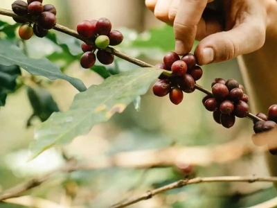 Giá cà phê hôm 25/10/2025: Robusta tiếp tục tăng, thu hẹp chênh lệch với Arabica