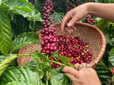 Giá cà phê hôm 11/10/2025: Arabica kéo cà phê 2 sàn cùng giảm phiên cuối tuần