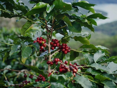 Giá cà phê hôm 17/10/2025: đồng USD suy yếu giúp cà phê nối dài đà tăng