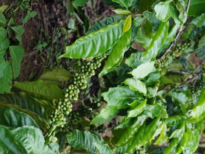 Giá cà phê hôm 24/5: Nguyên nhân cà phê quay đầu giảm, về 60.000 đồng/kg