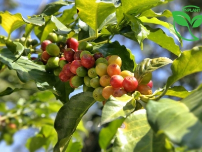 Giá cà phê hôm 26/7: đồng loạt tăng, trong nước vượt 125.000 đồng/kg