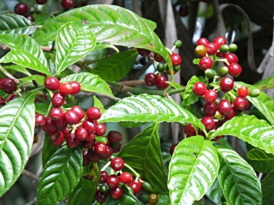 Giá cà phê hôm 22/4/2025: giá Robusta xuất khẩu bình quân của Việt Nam cao kỷ lục