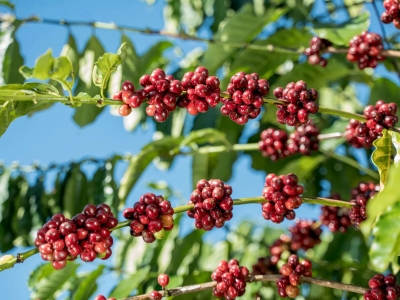 Giá cà phê hôm 23/10/2025: 2 sàn tăng mạnh, Arabica lập đỉnh mới