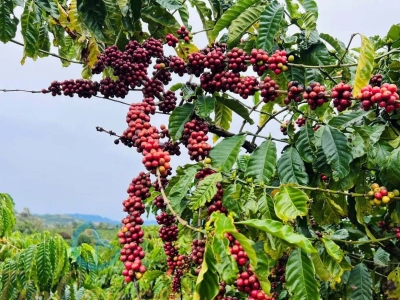 Giá cà phê hôm 8/11/2025: cà phê tăng mạnh, Robusta thêm hơn 200 USD/tấn nhờ 2 yếu tố