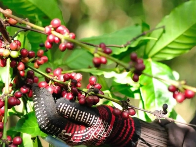 Giá cà phê hôm 16/10/2025: tình cảnh đảo ngược của cà phê Robusta và Arabica