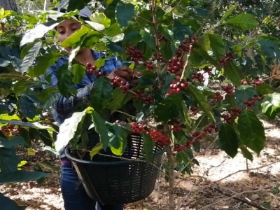 Giá cà phê hôm 20/5: Tăng sốc, trong nước hướng tới 60.000 đồng/kg