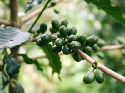 Giá cà phê hôm 14/10/2025: tăng mạnh đầu tuần do tồn kho thấp