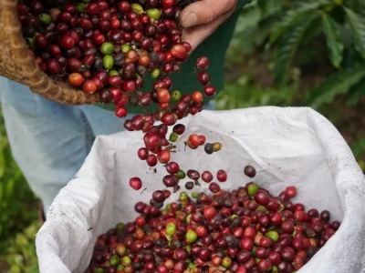 Giá cà phê hôm 13/10/2025: nhận định cà phê tuần này, hướng tăng gặp khó