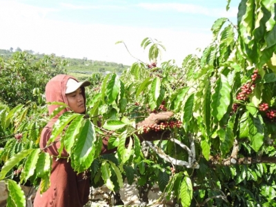 Giá cà phê hôm 02/1: Dòng tiền hay cùng/cầu quyết định giá cà phê 2023?