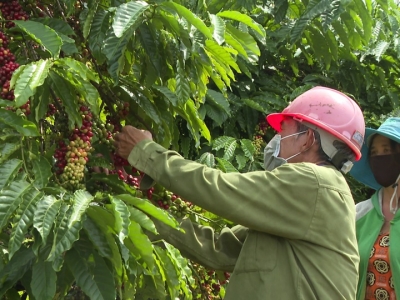 Giá cà phê hôm 22/7: Đồng loạt tăng mạnh, trong nước đạt 70.000 đồng/kg