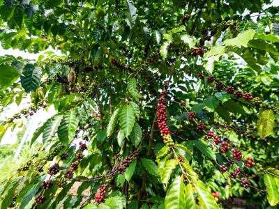 Giá cà phê hôm 23/6/2025: 2 yếu tố có thể giúp giá cà phê tăng trở lại