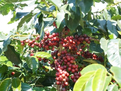 Giá cà phê hôm 6/10: Điều gì đang xảy ra với cà phê thế giới?