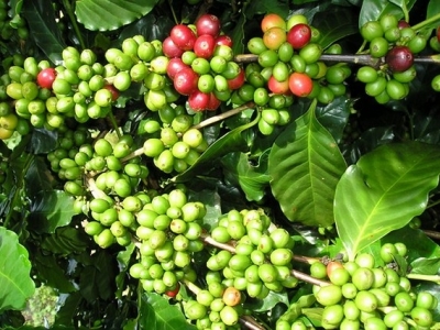 Giá cà phê hôm 18/7: Vì sao giảm, cà phê Việt khó càng thêm khó