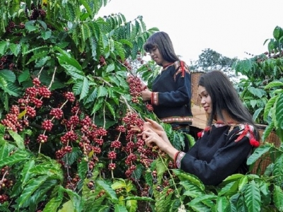 Giá cà phê hôm 21/12: Loạt tin xấu đẩy Arabica lùi sâu, Robusta vẫn có lợi thế khi Omicron hoành hành