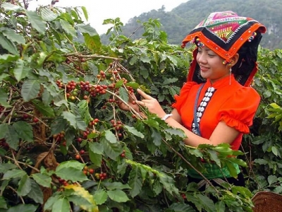 Giá cà phê hôm 22/12: Đồng loạt tăng, dự báo mưa diện rộng ảnh hưởng đến thu hoạch cà phê Tây Nguyên