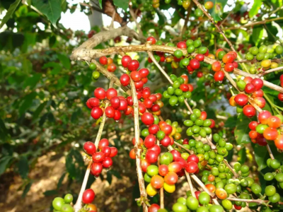 Giá cà phê hôm 12/8/2025: 2 sàn tăng mạnh, trong nước thêm 2.000 đồng/kg