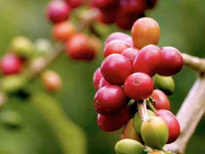 Giá cà phê hôm 20/10/2025: tín hiệu tích cực khi giá vẫn neo ở mức cao đầu vụ thu hoạch