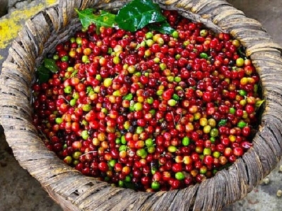 Giá cà phê 21/9: Tăng nhẹ, cao nhất đạt mức 32.600 đồng/kg
