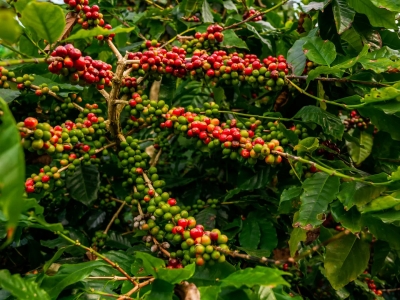 Giá cà phê hôm nay 9/12/2025: giảm mạnh trước cuộc họp của Fed về điều chỉnh lãi suất