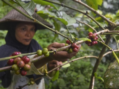 Giá cà phê hôm 08/3: Tồn kho giảm giúp Arabica tiếp tục tăng