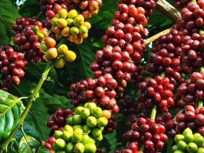 Giá cà phê hôm 11/9/2025: 2 sàn cùng tăng, Robusta thêm hơn 100 USD/tấn