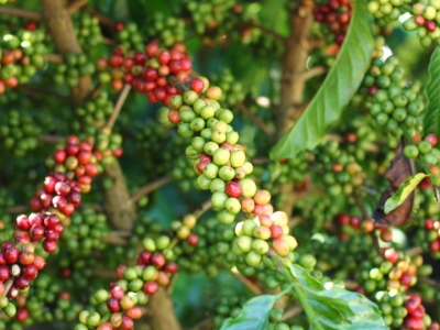 Giá cà phê hôm 30/6: Robusta tiếp tục giảm, mất 1.200 đồng sau 2 ngày