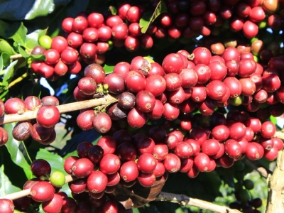 Giá cà phê hôm 11/7: Robusta hưởng lợi khi kinh tế toàn cầu suy giảm