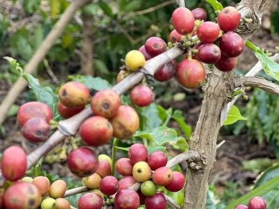 Giá cà phê hôm 25/6/2025: đầu cơ bán tháo, Robusta thấp nhất hơn 1 năm qua