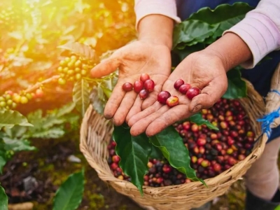 Giá cà phê hôm 22/11/2025: 2 sàn lao dốc sau khi Mỹ bỏ thuế nhập khẩu 40% với cà phê Brazil