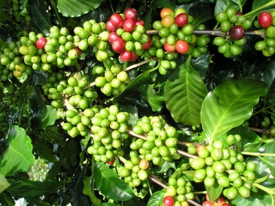Giá cà phê 08/11: Tăng 300 - 400 đồng/kg so với đầu tuần, vượt mức 33 triệu đồng/tấn