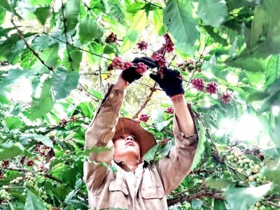 Giá cà phê hôm 09/10/2025: giá cà phê 2 sàn tăng mạnh sau 2 phiên giảm