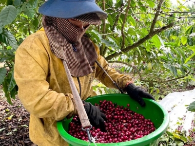 Giá cà phê hôm 08/10/2025: vàng lập kỷ lục cùng nhiều yếu tố khác kéo cà phê giảm liên tiếp