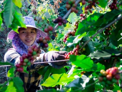 Giá cà phê hôm 26/6/2025: đồng USD suy yếu không thể cứu giá cà phê