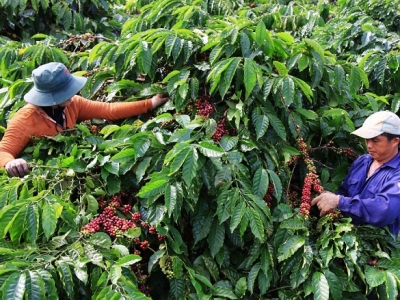 Giá cà phê hôm 12/4/2025: tiếp tục tăng mạnh, đầu cơ tích cực mua trở lại
