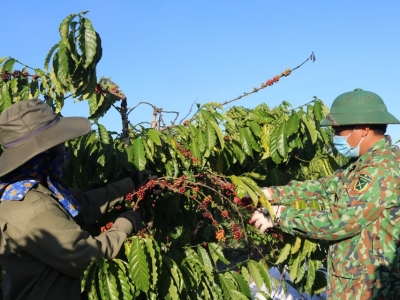 Giá cà phê hôm 25/8/2025: cà phê tuần này sáng cửa tăng, Arabica quay lại thời kỳ đỉnh cao