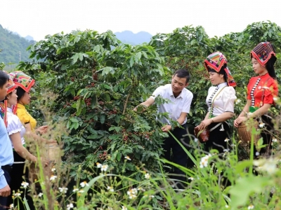 Giá cà phê hôm 30/5/2025: điều gì đang xảy ra với cà phê toàn cầu