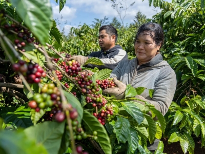 Giá cà phê hôm 17/9/2025: đầu cơ thanh lý mạnh đẩy cà phê lao dốc