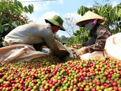 Giá cà phê hôm 23/9/2025: 2 nguyên nhân giúp cà phê 2 sàn tăng trở lại