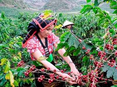 Giá cà phê hôm 16/6/2025: nhận định giá cà phê tuần này, liệu có thủng đáy?