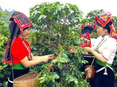 Giá cà phê hôm 16/8/2025: kéo dài chuỗi ngày tăng giá nhờ 3 nguyên nhân