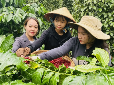 Giá cà phê hôm 22/8/2025: tiếp tục tăng, Robusta thêm 500 USD/tấn từ đầu tuần