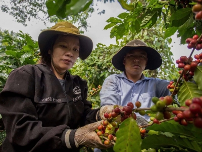 Giá cà phê hôm nay 28/8/2025: 2 sàn tăng mạnh, Robusta vượt mốc 5.000 USD/tấn