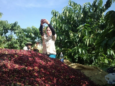 Giá cà phê hôm 21/10/2025: yếu tố bất ngờ đẩy Arabica tiếp tục tăng mạnh